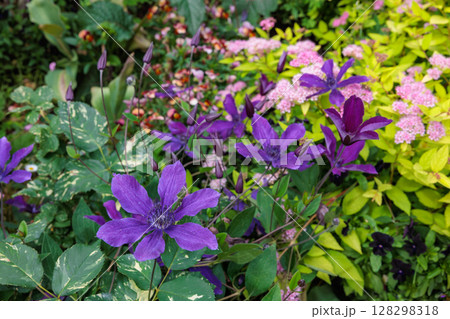 初夏に咲く花々と紫のクレマチスの花 128298318
