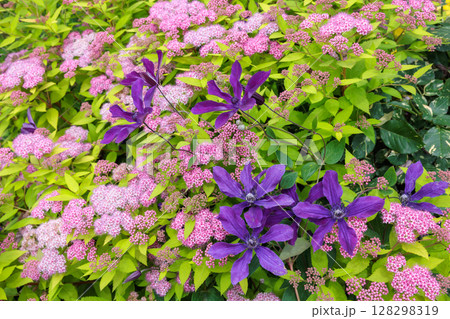 初夏に咲く花々と紫のクレマチスの花 初夏に咲く花々と紫のクレマチスの花 128298319