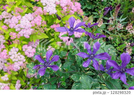 初夏に咲く花々と紫のクレマチスの花 初夏に咲く花々と紫のクレマチスの花 128298320