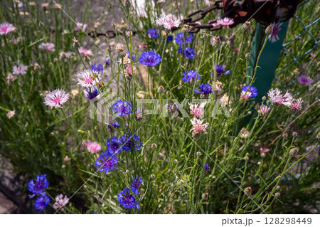 道端に咲くヤグルマギクの花 128298449