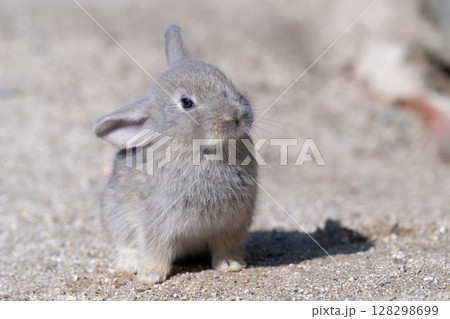首を振る大久野島の子うさぎ 128298699