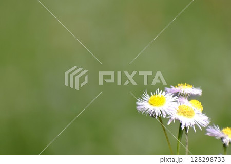 ヒメジョオンの花 ヒメジョオンの花 128298733