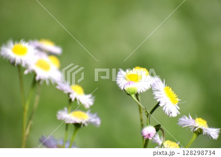 ヒメジョオンの花 128298734