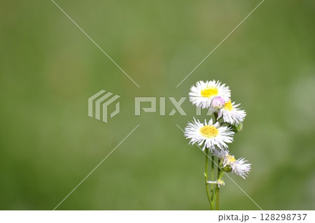 ヒメジョオンの花 ヒメジョオンの花 128298737