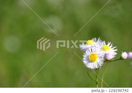 ヒメジョオンの花 ヒメジョオンの花 128298742