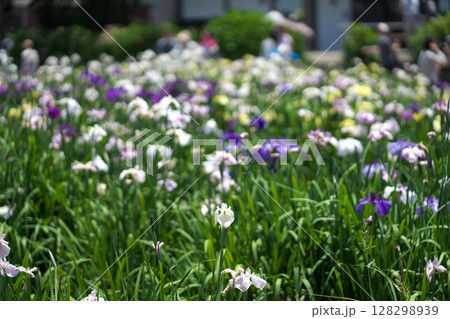 潮来あやめ祭り 潮来あやめ祭り 128298939