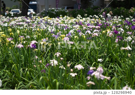 潮来あやめ祭り 潮来あやめ祭り 128298940