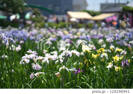 潮来あやめ祭り 潮来あやめ祭り 128298941