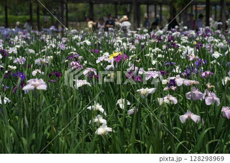 潮来あやめ祭り 128298969