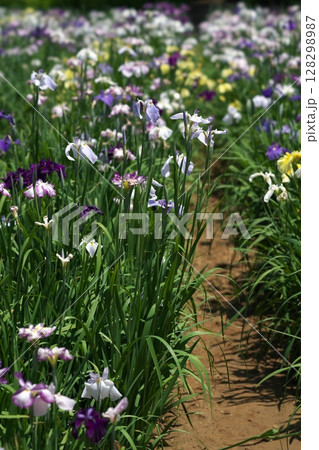 潮来あやめ祭り 潮来あやめ祭り 128298987