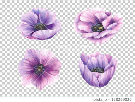 Watercolor anemone flowers set. Hand painted illustration of purple pink windflower. Floral elements isolated from background forv invitations, mothers day greeting card, stickers. Botanical clipart Watercolor anemone flowers set. Hand painted illustration of purple pink windflower. Floral elements isolated from background forv invitations, mothers day greeting card, stickers. Botanical clipart 128299020