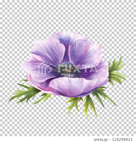 Anemone purple flower with green leaves. Watercolor Pink mauve blooming bud on isolated background. Realistic hand painted cute floral illustration for greeting wedding invitation, card, sticker print 128299023