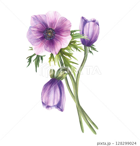 Anemone purple flowers bouquet with pink blue realistic buds and green leaves. Bunch of flower for invitations, greeting card. Hand drawn realistic watercolor illustration on isolated white background Anemone purple flowers bouquet with pink blue realistic buds and green leaves. Bunch of flower for invitations, greeting card. Hand drawn realistic watercolor illustration on isolated white background 128299024