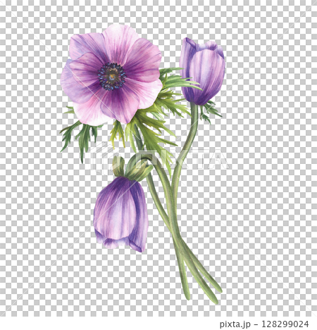 Anemone purple flowers bouquet with pink blue realistic buds and green leaves. Bunch of flower for invitations, greeting card. Hand drawn realistic watercolor illustration on isolated white background 128299024