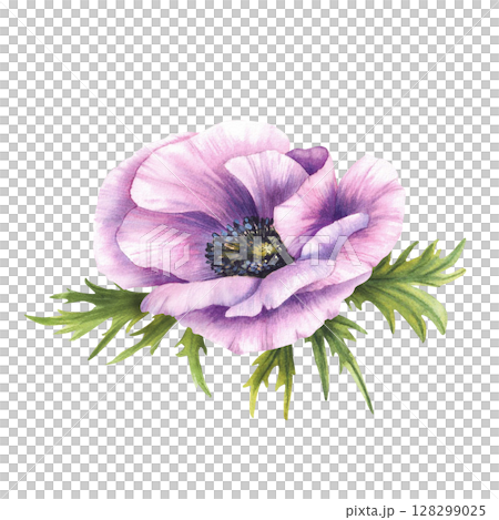 Purple flower. Pink Anemone with green leaves botanical hand painted watercolor illustration. Violet blooming buds. Elegant elements for invitations, card. Isolated from background botanical clipart  128299025