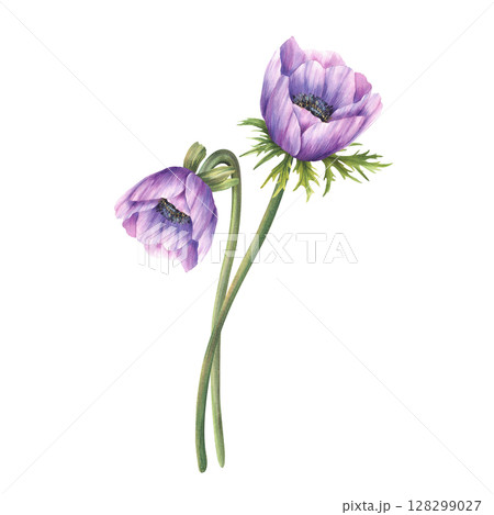 Anemone flowers. Floral bouquet with purple, pink lilac realistic watercolor painted buds with stem and green leaves. Windflower composition for romantic card illustration on isolated white background Anemone flowers. Floral bouquet with purple, pink lilac realistic watercolor painted buds with stem and green leaves. Windflower composition for romantic card illustration on isolated white background 128299027