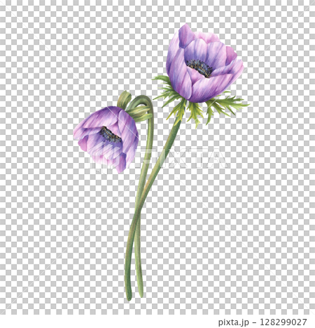 Anemone flowers. Floral bouquet with purple, pink lilac realistic watercolor painted buds with stem and green leaves. Windflower composition for romantic card illustration on isolated white background Anemone flowers. Floral bouquet with purple, pink lilac realistic watercolor painted buds with stem and green leaves. Windflower composition for romantic card illustration on isolated white background 128299027