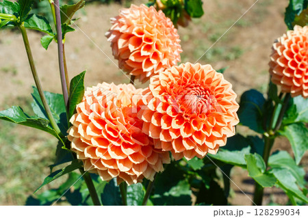 美しいグラデーションのオレンジダリアの花 128299034