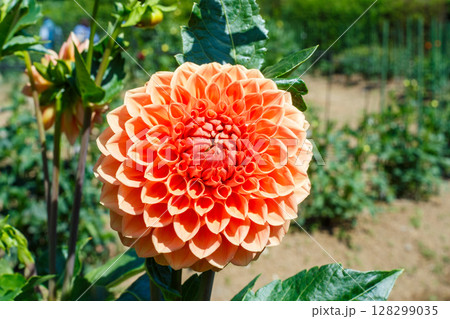 美しいグラデーションのオレンジダリアの花 128299035