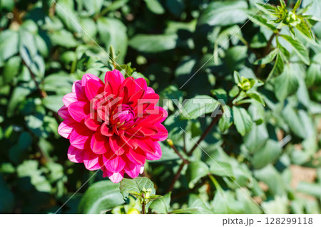 ガーデンで咲く美しい赤いダリアの花 ガーデンで咲く美しい赤いダリアの花 128299118