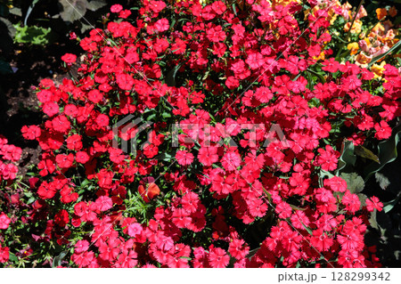 初夏のガーデンで鮮やかに咲くビジョナデシコの花 初夏のガーデンで鮮やかに咲くビジョナデシコの花 128299342