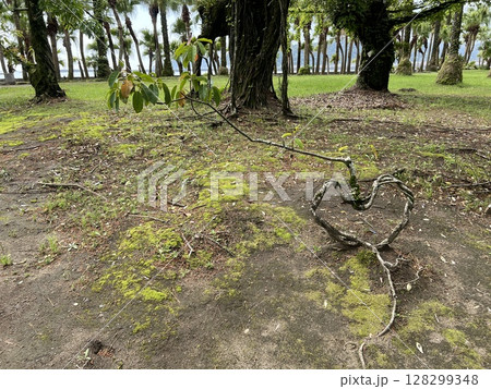 公園の中にあるハート型の木の根 公園の中にあるハート型の木の根 128299348