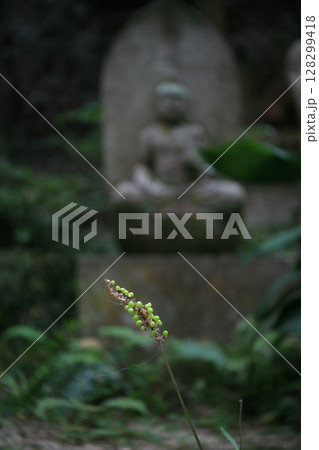 参道の石仏とヤブラン 参道の石仏とヤブラン 128299418