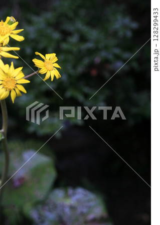 ツワブキの黄色い花 ツワブキの黄色い花 128299433