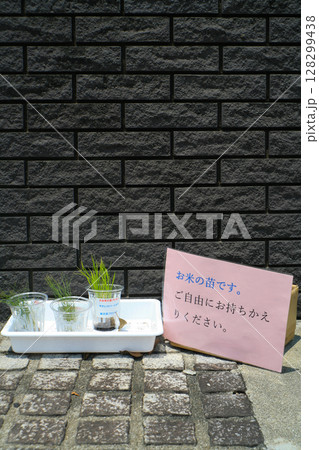 お米の苗の頒布 128299438