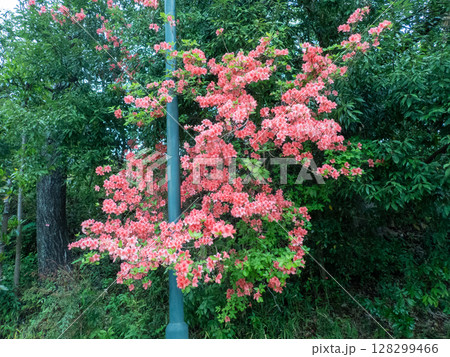 赤いヤマツツジの花 赤いヤマツツジの花 128299466