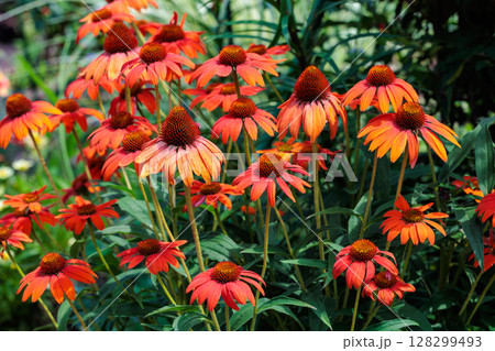 夏のガーデンで元気に咲くオレンジ色のエキナセアの花 128299493