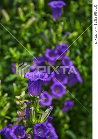 ゆりの里公園 ゆりの里公園 128299610