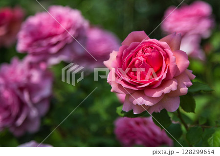 ゆりの里公園 128299654