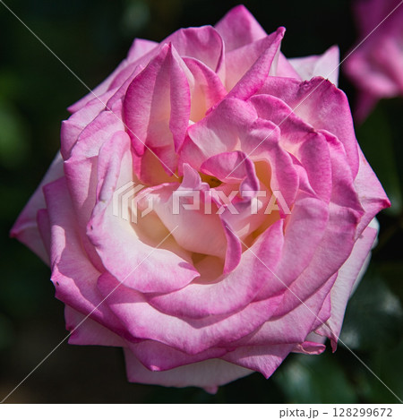 ゆりの里公園 ゆりの里公園 128299672