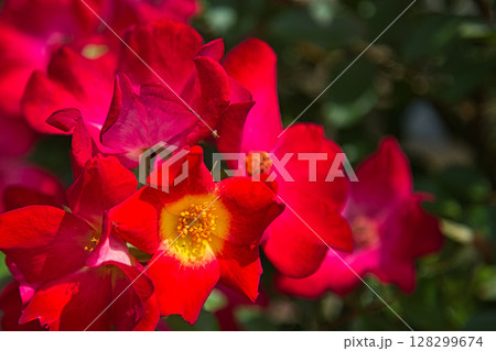 ゆりの里公園 ゆりの里公園 128299674