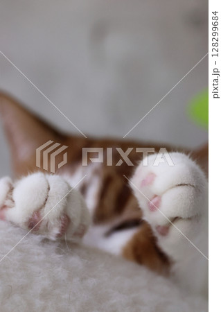A squinting cat eye framed between outstretched front paws. Focus on the paws. Ginger and white cat. Close-up. 128299684