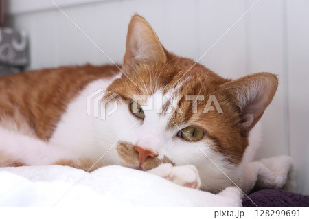 A ginger and white cat looking at the camera with a thoughtful expression. A ginger and white cat looking at the camera with a thoughtful expression. 128299691