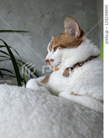 A ginger and white cat sitting in a bed with a thoughtful expression. A ginger and white cat sitting in a bed with a thoughtful expression. 128299695