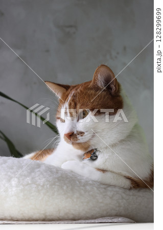 A ginger and white cat sitting in a bed with a thoughtful expression. 128299699