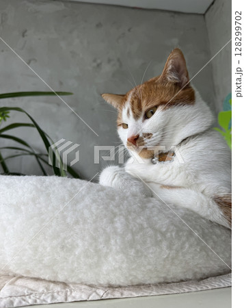 A ginger and white cat sitting in a bed with a thoughtful expression. A ginger and white cat sitting in a bed with a thoughtful expression. 128299702