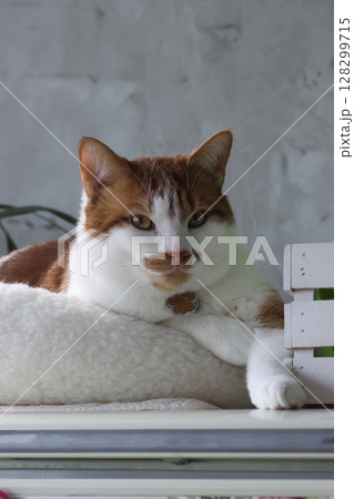 A ginger and white cat in a bed, stretching a paw forward. Thoughtful expression. A ginger and white cat in a bed, stretching a paw forward. Thoughtful expression. 128299715