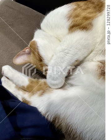 A ginger and white cat sleeping curled up in a ball. Close-up. A ginger and white cat sleeping curled up in a ball. Close-up. 128299728