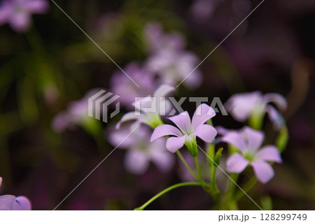 ゆりの里公園 128299749