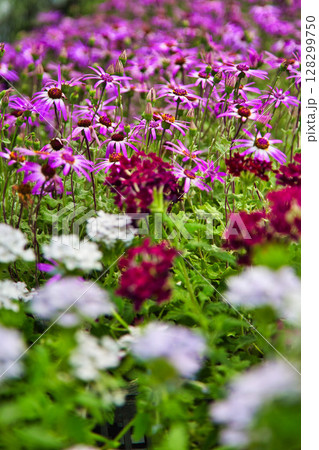 ゆりの里公園 ゆりの里公園 128299750