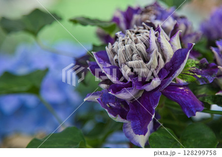 ゆりの里公園 ゆりの里公園 128299758