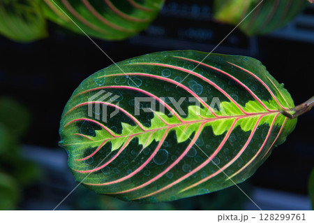 ゆりの里公園 128299761