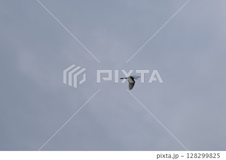 空飛ぶ野鳥 128299825