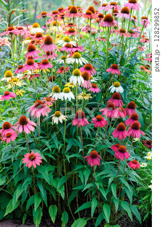 夏のガーデンで元気に咲くピンク色のエキナセアの花 128299852