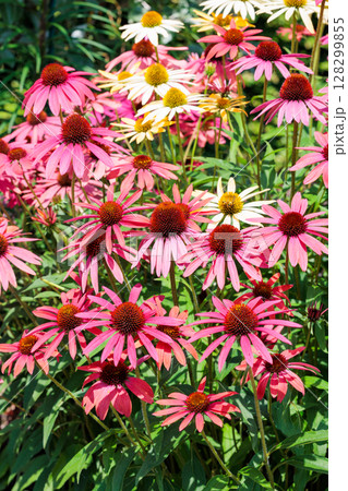夏のガーデンで元気に咲くピンク色のエキナセアの花 128299855