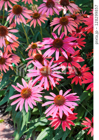 夏のガーデンで元気に咲くピンク色のエキナセアの花 128299857